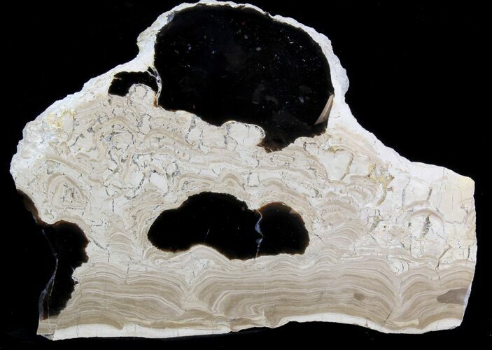 Polished Stromatolite (Collumnacollenia) - Russia #41851